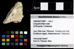 Foto (Objekt + Etiketten) von Cengodromites ovale 